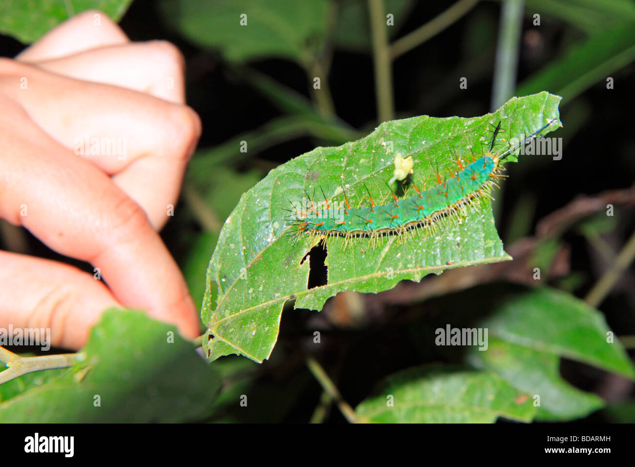 caterpillar, Tambopata National Reserve, Amazon Area, Peru, South America Stock Photo Alamy
