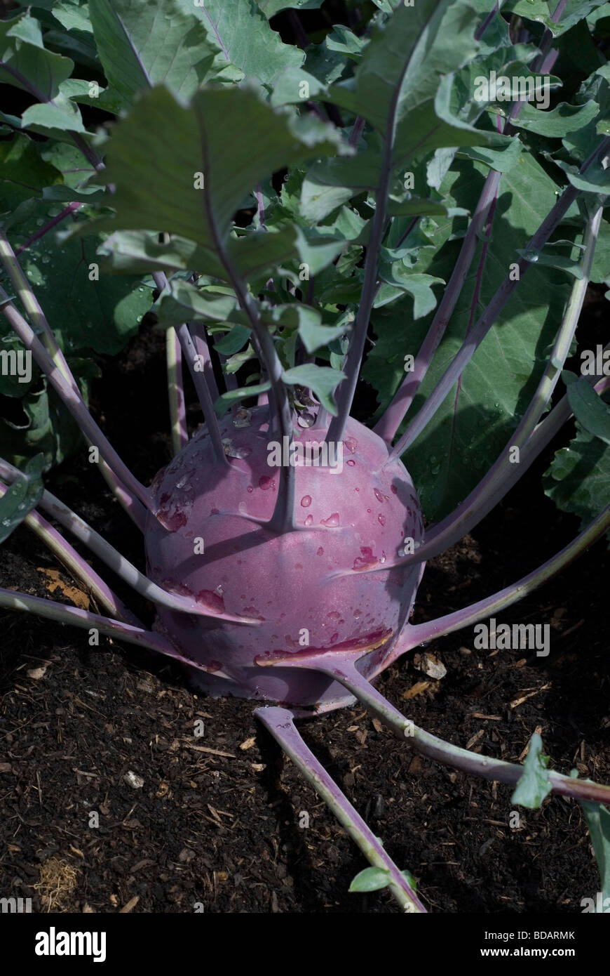 Kohl Rabi Purple Danube Stock Photo