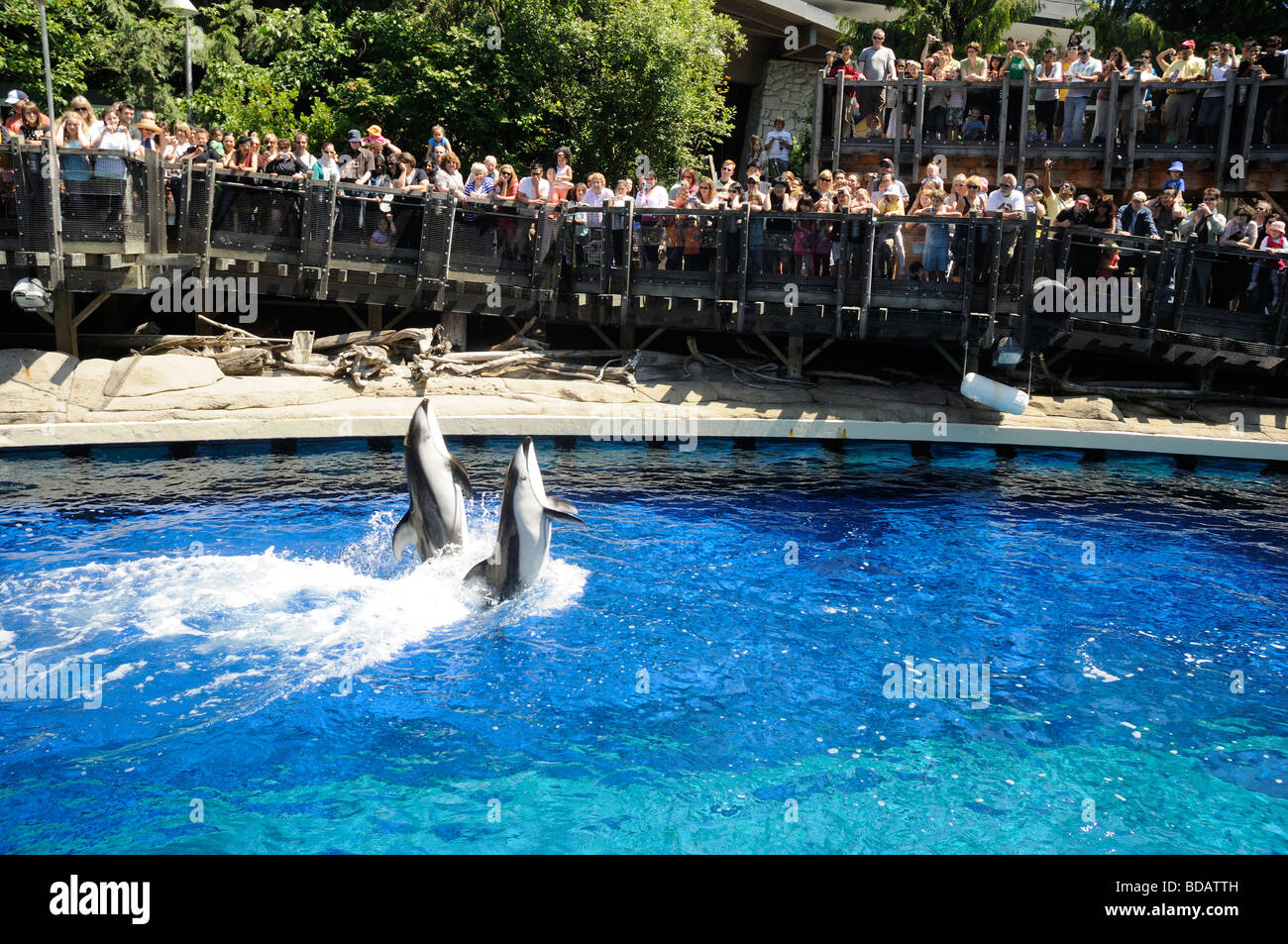 Stunning dolphin display at the Vancouver Aquarium in Stanley Park ...