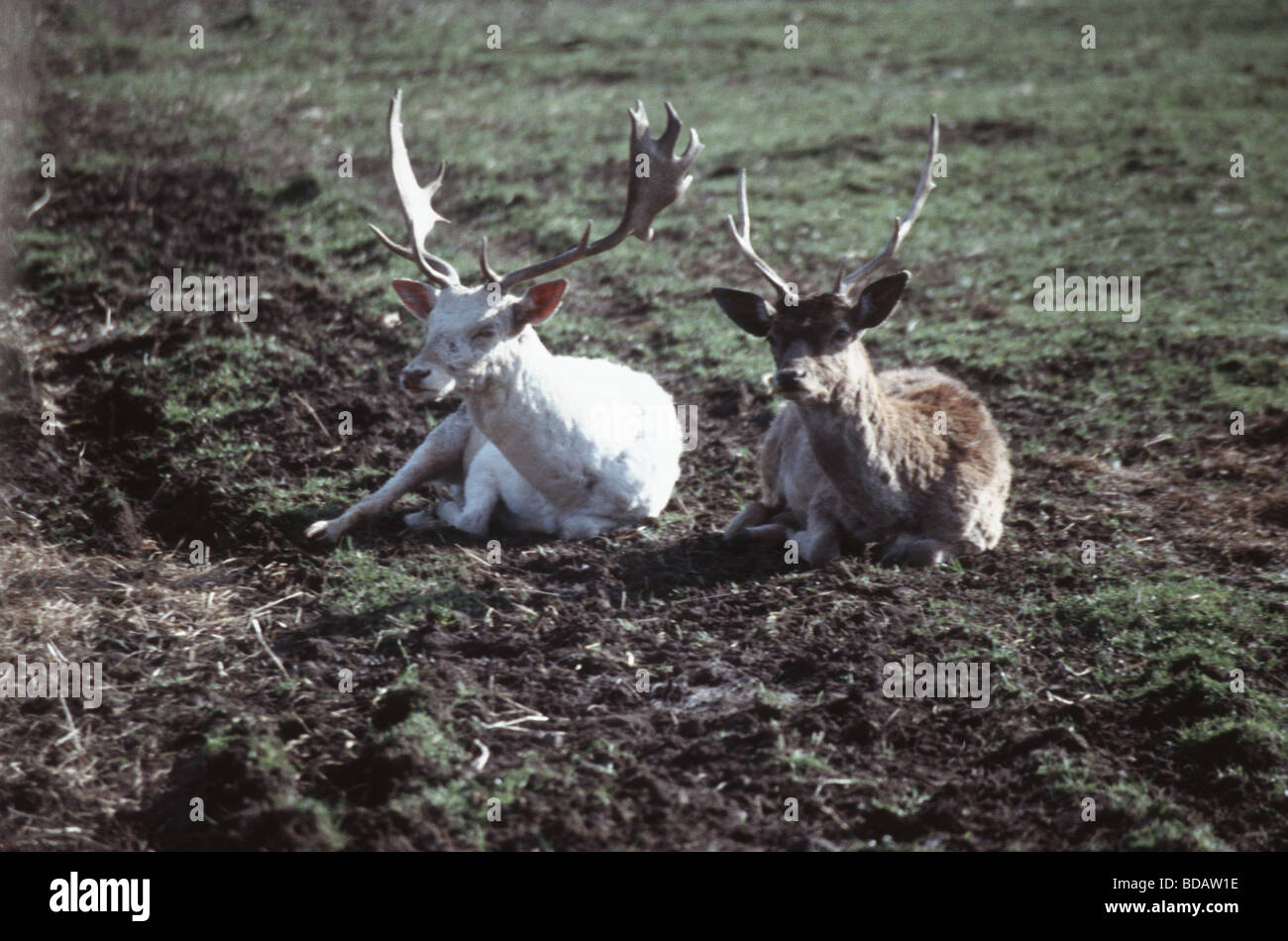 Deer,mammal, animal, biungulate, horns, antlers, hooves Stock Photo Alamy