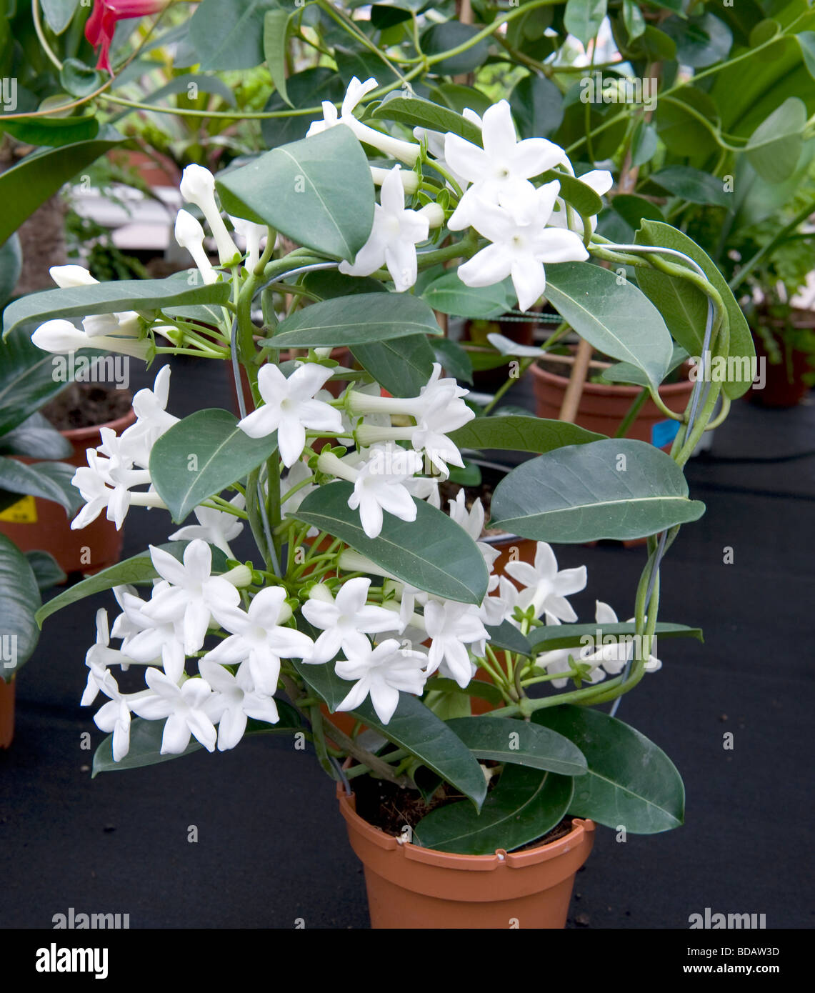 Asclepiadaceae Stephanotis floribunda. Pot grown upright plant with pure white trumpet shape flowers. Stock Photo