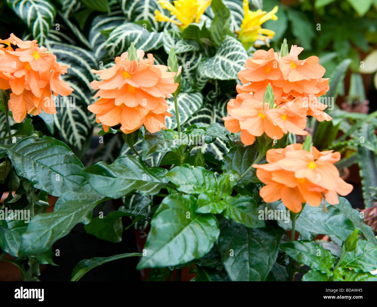 Crossandra Fortuna Rich Beauty Beautiful Full Colour Pot Plant With Bright Orange Flowers Stock Photo Alamy