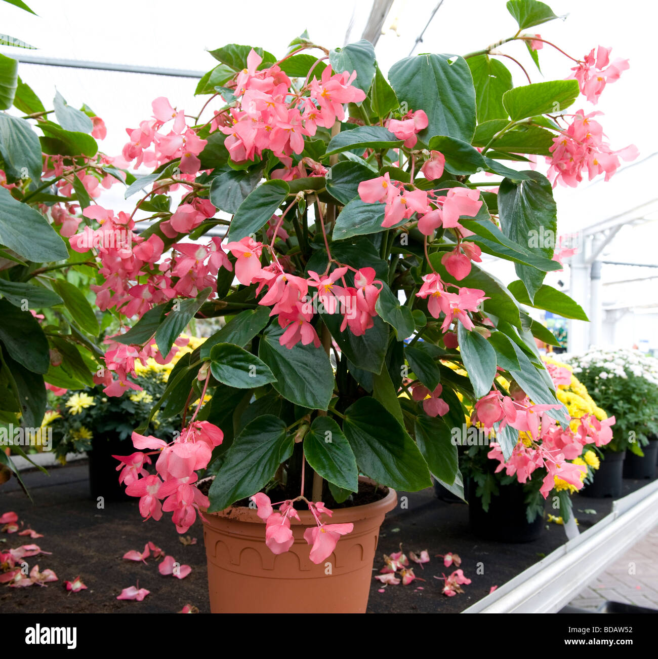 Begonia `Dragon Wing`. Pot grown plant with small pink flowers in abundance  Stock Photo - Alamy