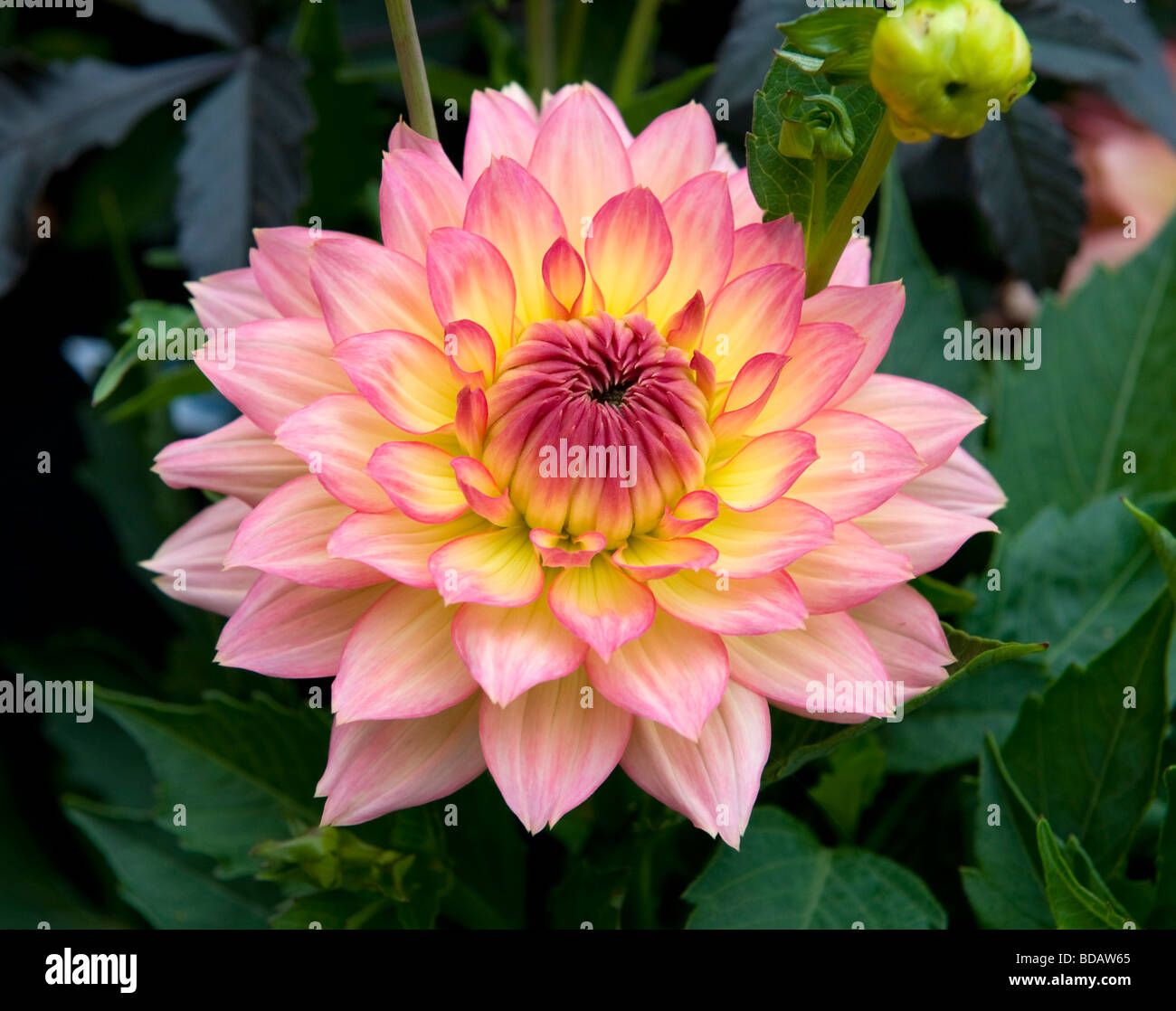 Dwarf Mixed Dahlia bushy dwarf bedding dahlia single bloom bright pink
