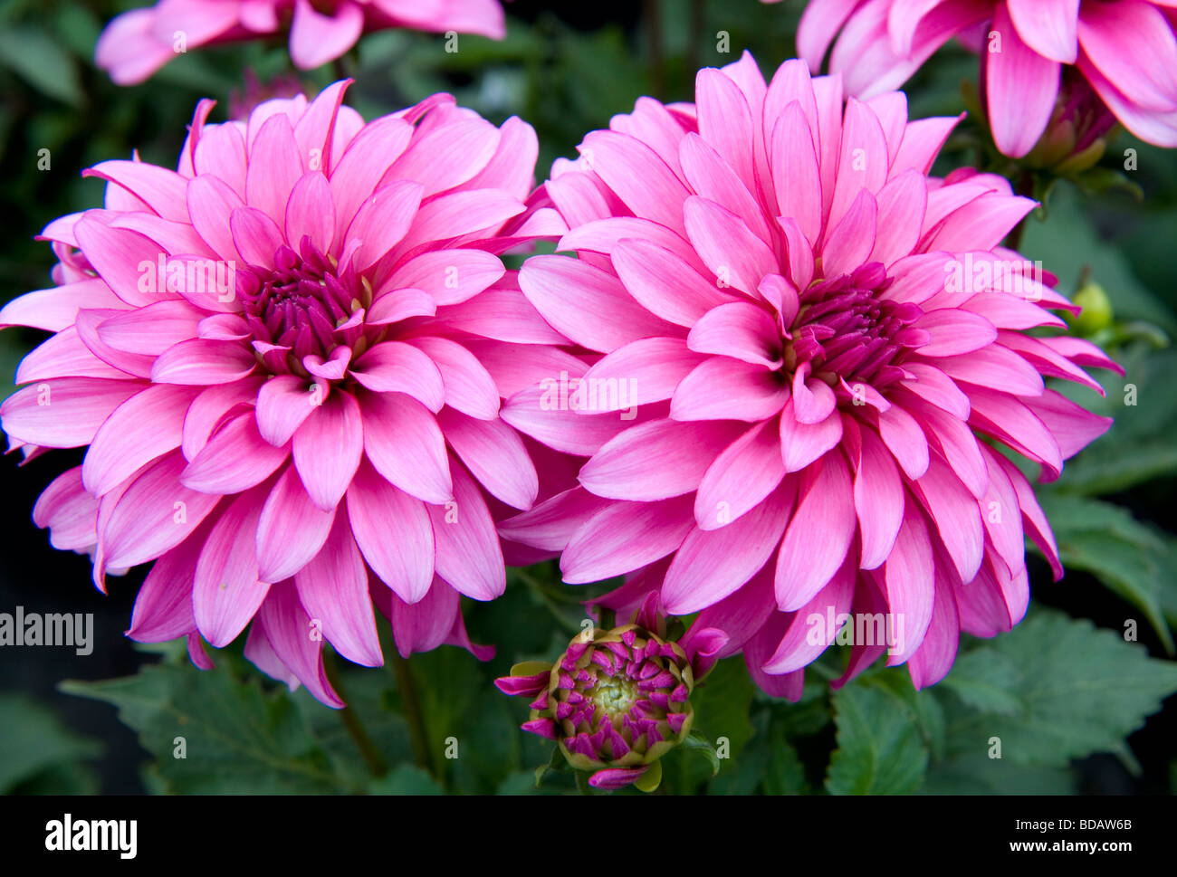 Dwarf Mixed Dahlia bushy dwarf bedding dahlia single bloom bright pink