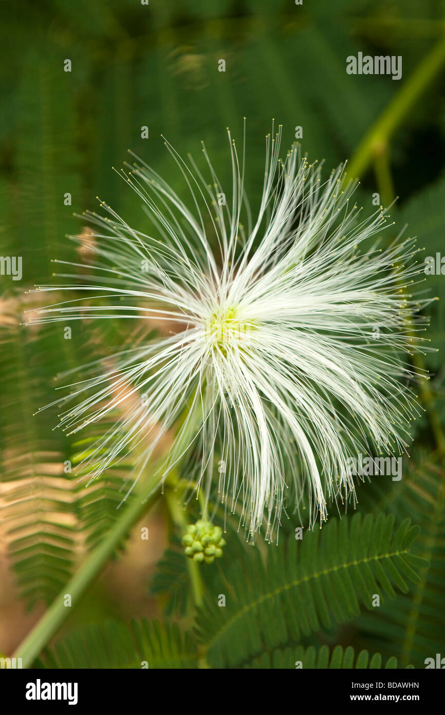Indonesia Sulawesi Buton Labundo Bundo white flower of Bombax ellipticum the shaving brush tree Stock Photo