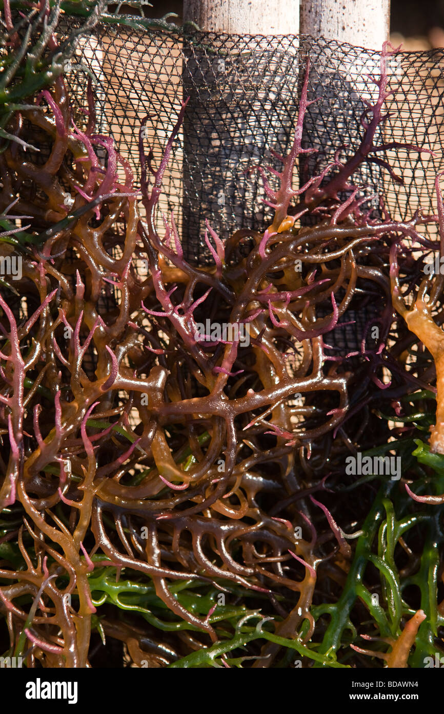 Indonesia Sulawesi Buton Labundo Bundo coastal industry seaweed drying on rack to make agar jelly Stock Photo