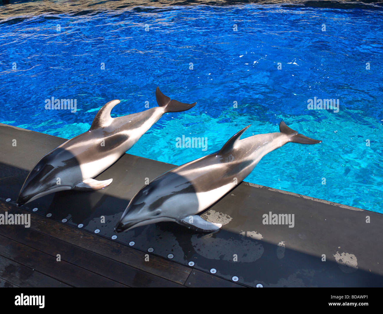 Amazing Dolphin display at the Vancouver Aquarium in Stanley Park, Vancouver Canada Stock Photo