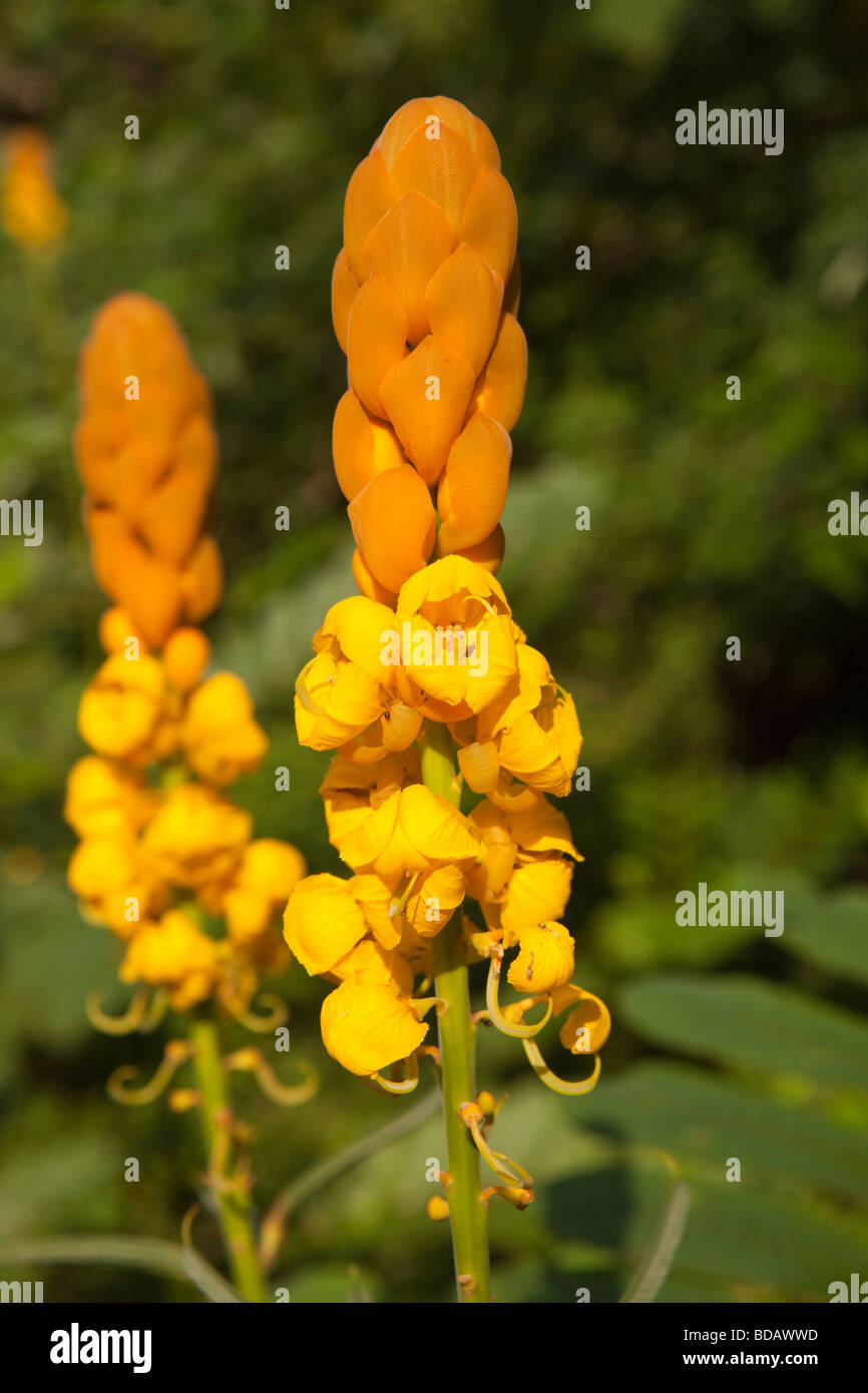 Indonesia Sulawesi Buton Labundo Bundo Senna alata tropical wild flower with large orange bloom Stock Photo