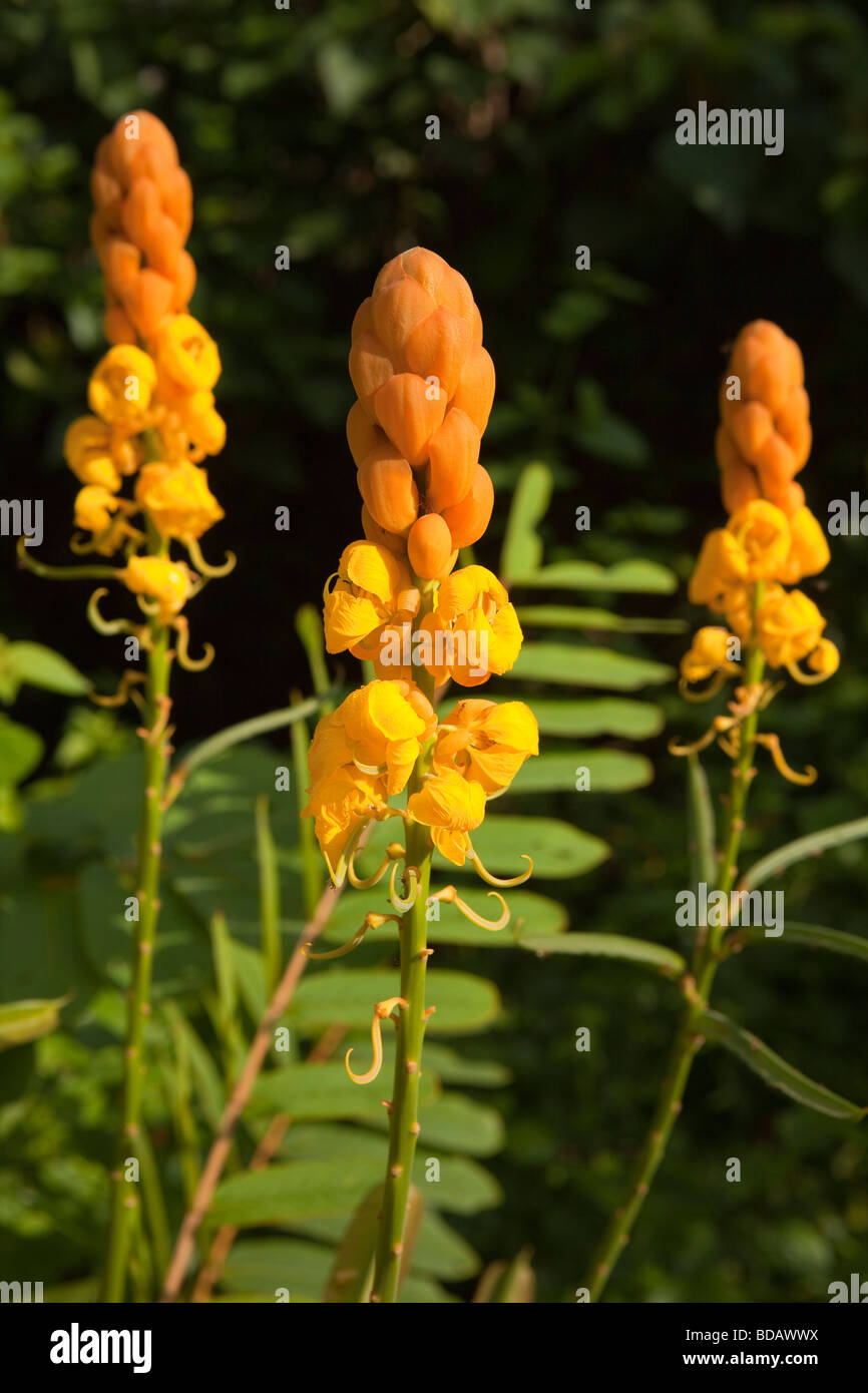 Indonesia Sulawesi Buton Labundo Bundo  Senna alata tropical wild flower with large orange bloom Stock Photo