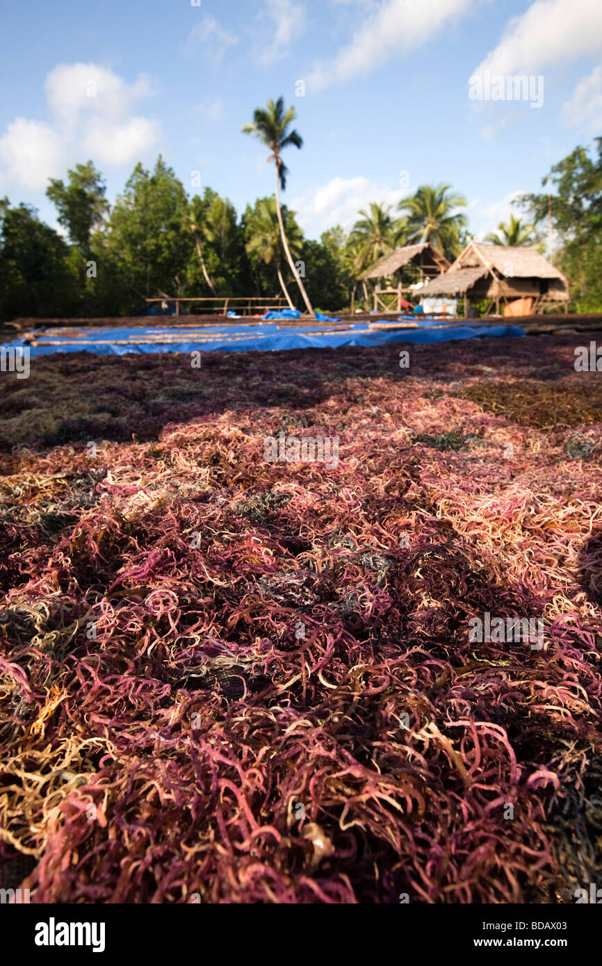 Indonesia Sulawesi Buton Labundo Bundo coastal seaweed drying business to make agar jelly Stock Photo