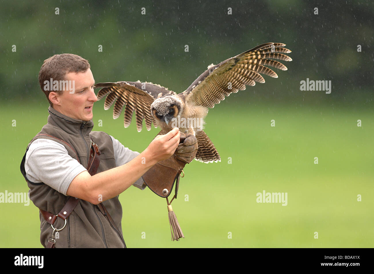 Asian birds of prey hi-res stock photography and images - Alamy