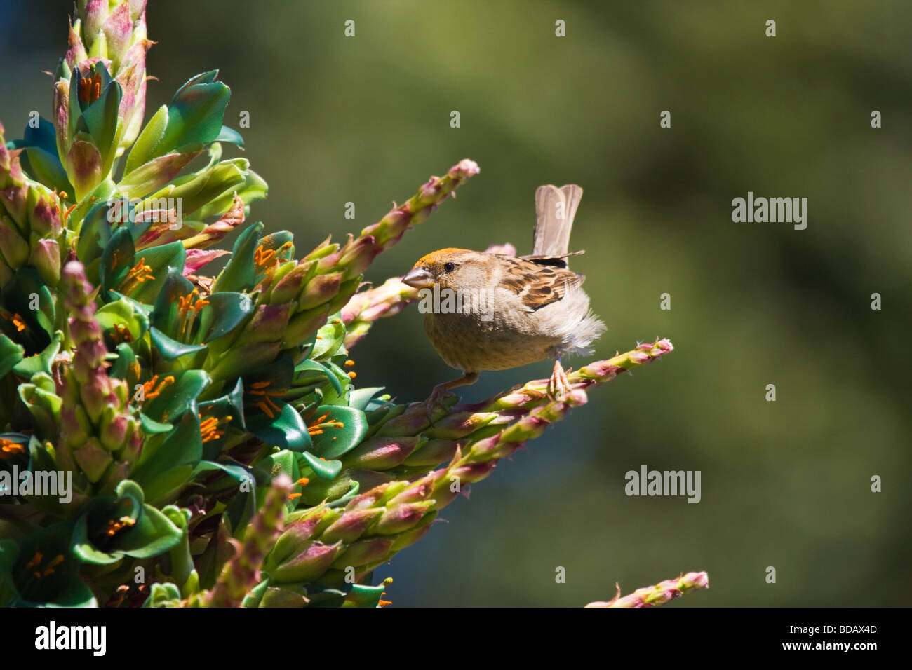 House sparrow with orange head on Puya Chilensis Stock Photo