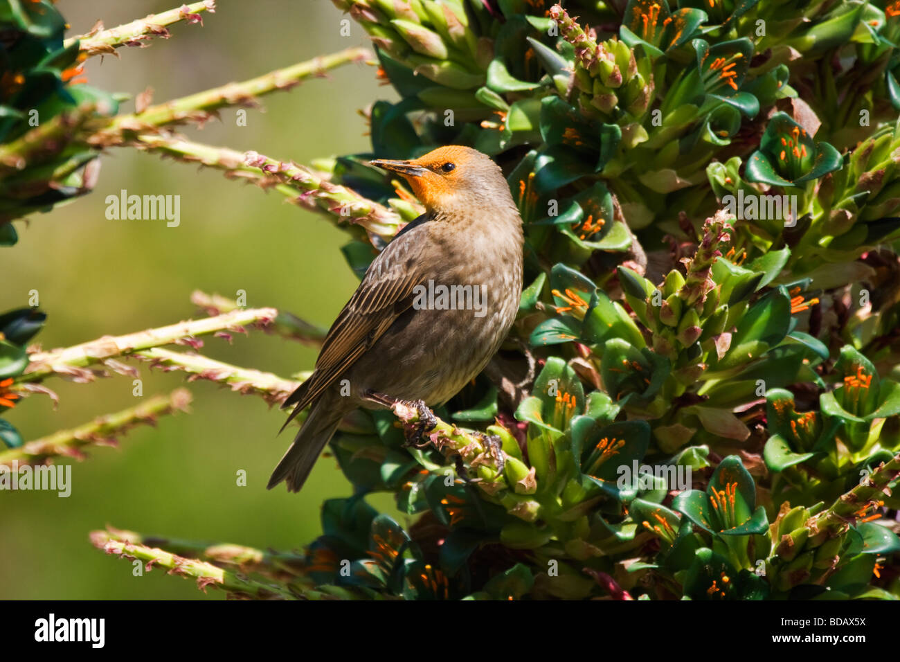 young starling with orange pollen on head after feeding on nectar from Puya Chilensis Stock Photo