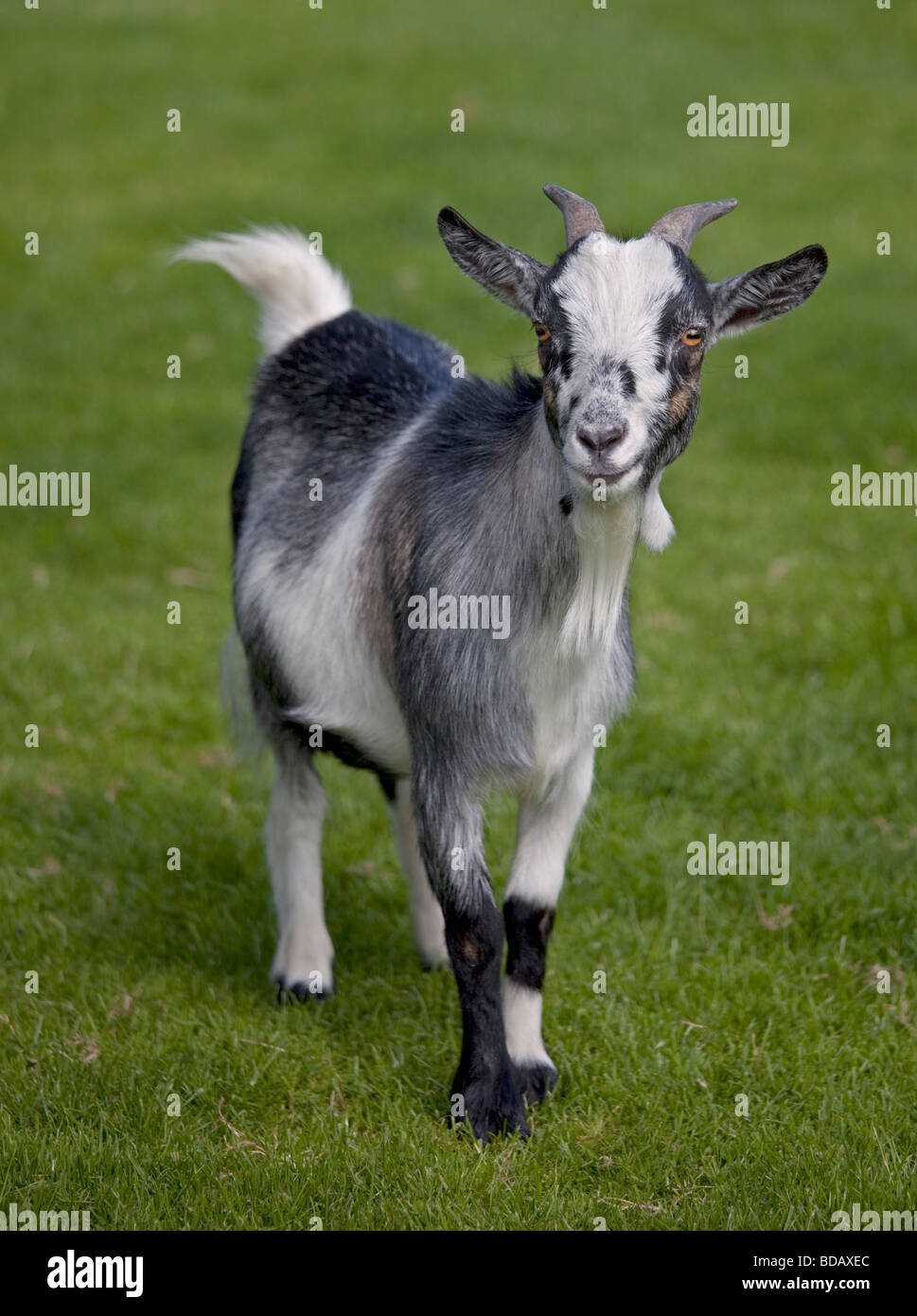 Grey and White Goat Stock Photo
