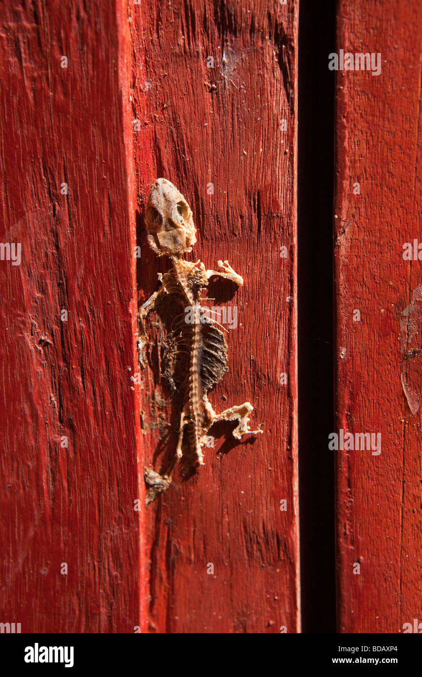 Indonesia Sulawesi Buton Labundo Bundo skeleton of gecko trapped in window shutter Stock Photo