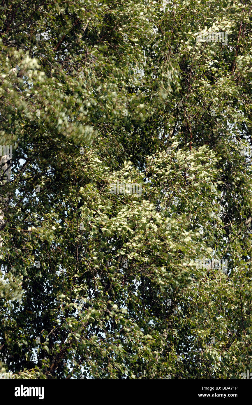 Silver Birch Tree Stock Photo