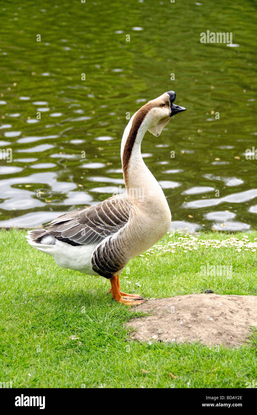 Swan Goose or Grey Chinese Goose Anser cygnoides Domesticated Stock Photo
