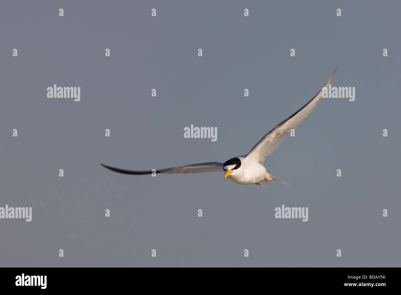 Least Tern Sternula antillarum antillarum in flight Stock Photo