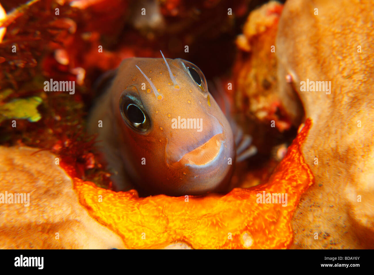 Bicolor Blenny Ecsenius bicolor peeking from hole in reef Stock Photo