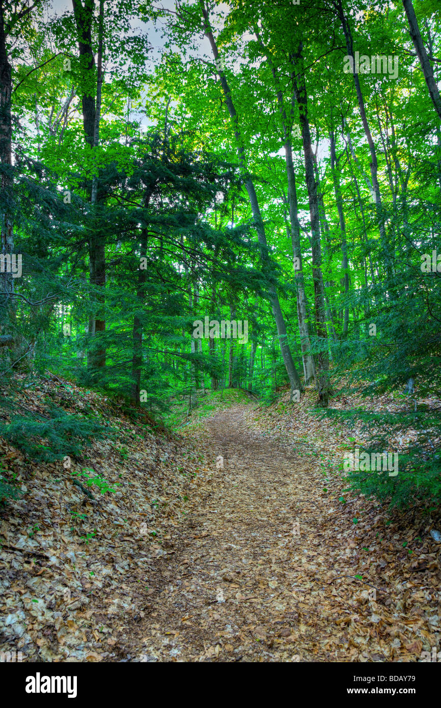 Trail in the forest Stock Photo - Alamy