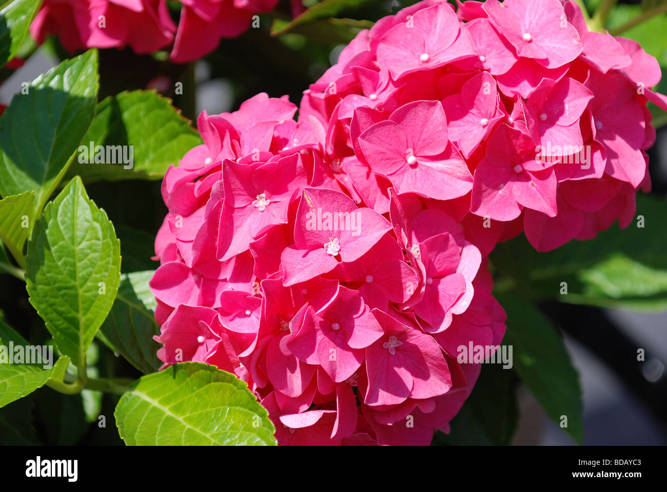 Pink and red hydrangea in garden hi-res stock photography and images ...