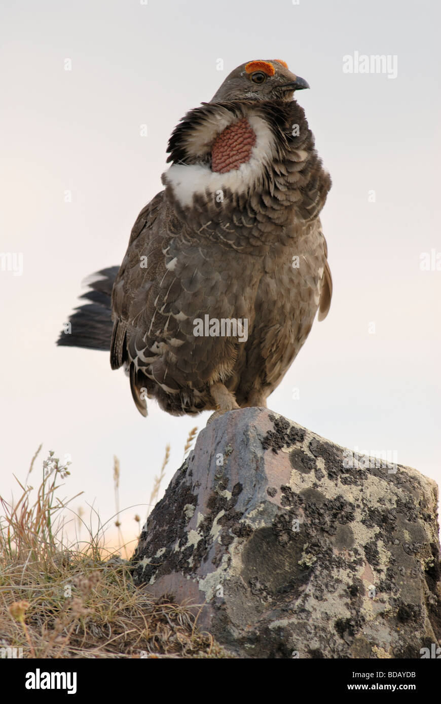 Stock photo of a blue grouse perched on a rock in breeding plumage, Yellowstone National Park, Wyoming. Stock Photo