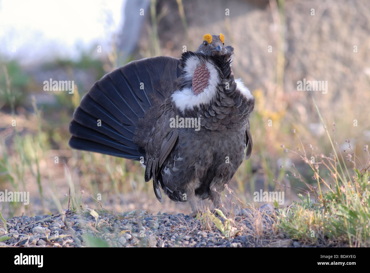 Stock photo of a male blue grouse in breeding display, Yellowstone National Park, Wyoming. Stock Photo