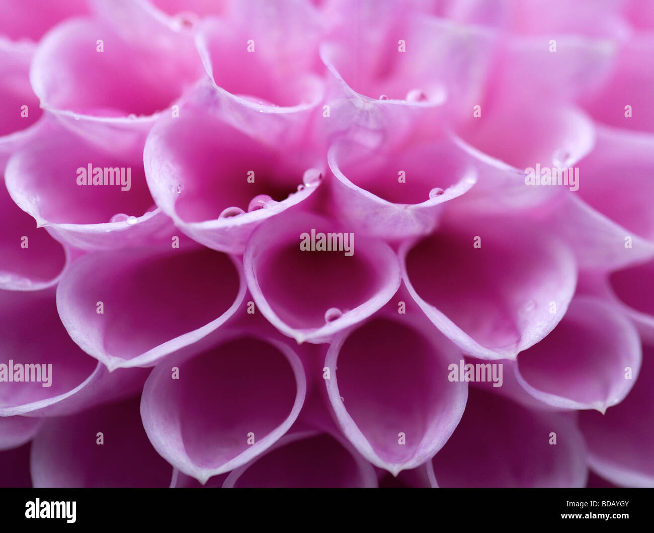Pink dahlia uk hi-res stock photography and images - Alamy