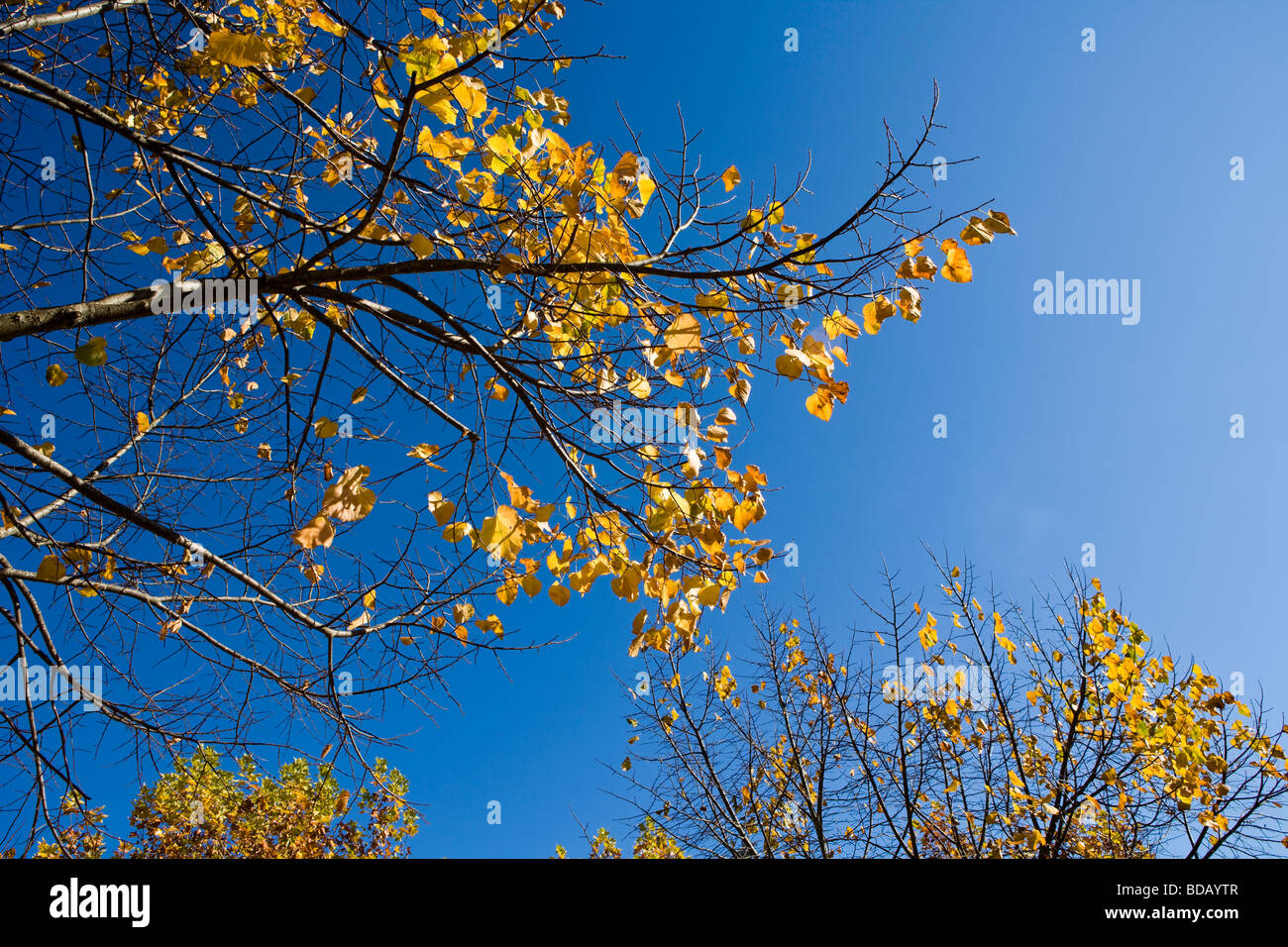 Close up autumn leaves and sky hi-res stock photography and images - Alamy