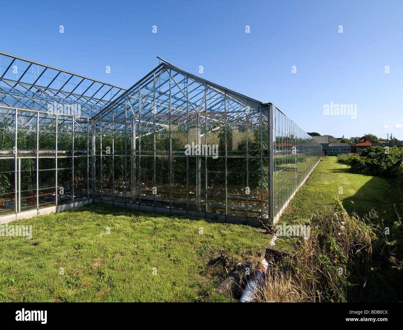 Commercial greenhouses growing peppers and tomatoes Vale Guernsey