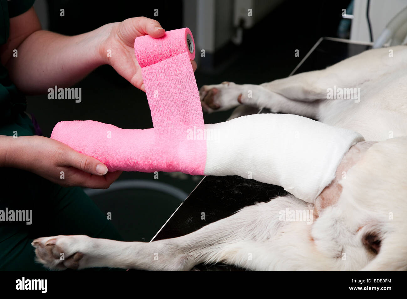 Bandaging a Dog's Leg Stock Photo - Alamy