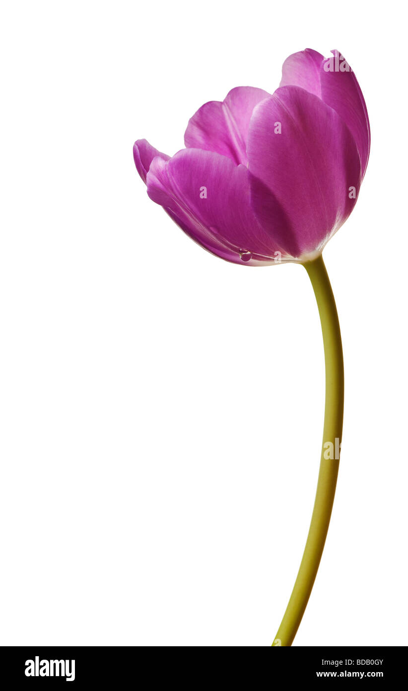 spring tulips flower isolated on white background Stock Photo - Alamy