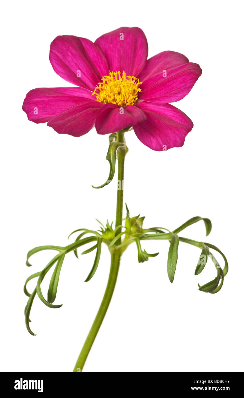 pink daisy isolated on a pure white background Stock Photo