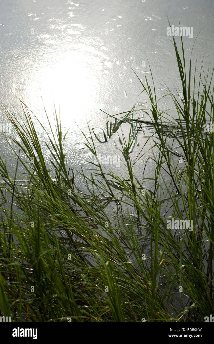 rain falls on marsh while sun shines, spartina marsh grass in foreground Stock Photo