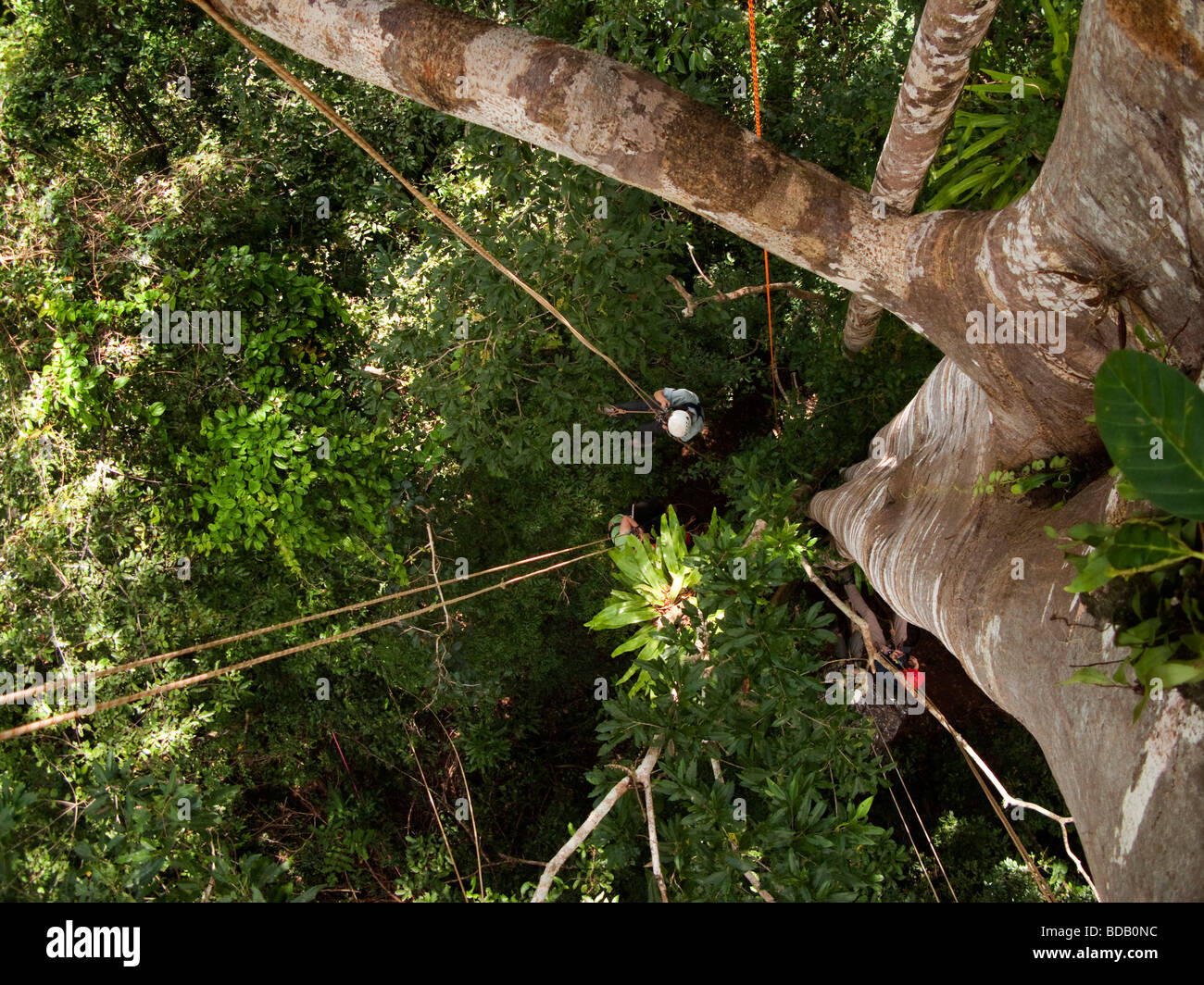 Indonesia Sulawesi Buton Labundo Bundo Operation Wallacea environmental volunteers climbing giant fig tree Stock Photo