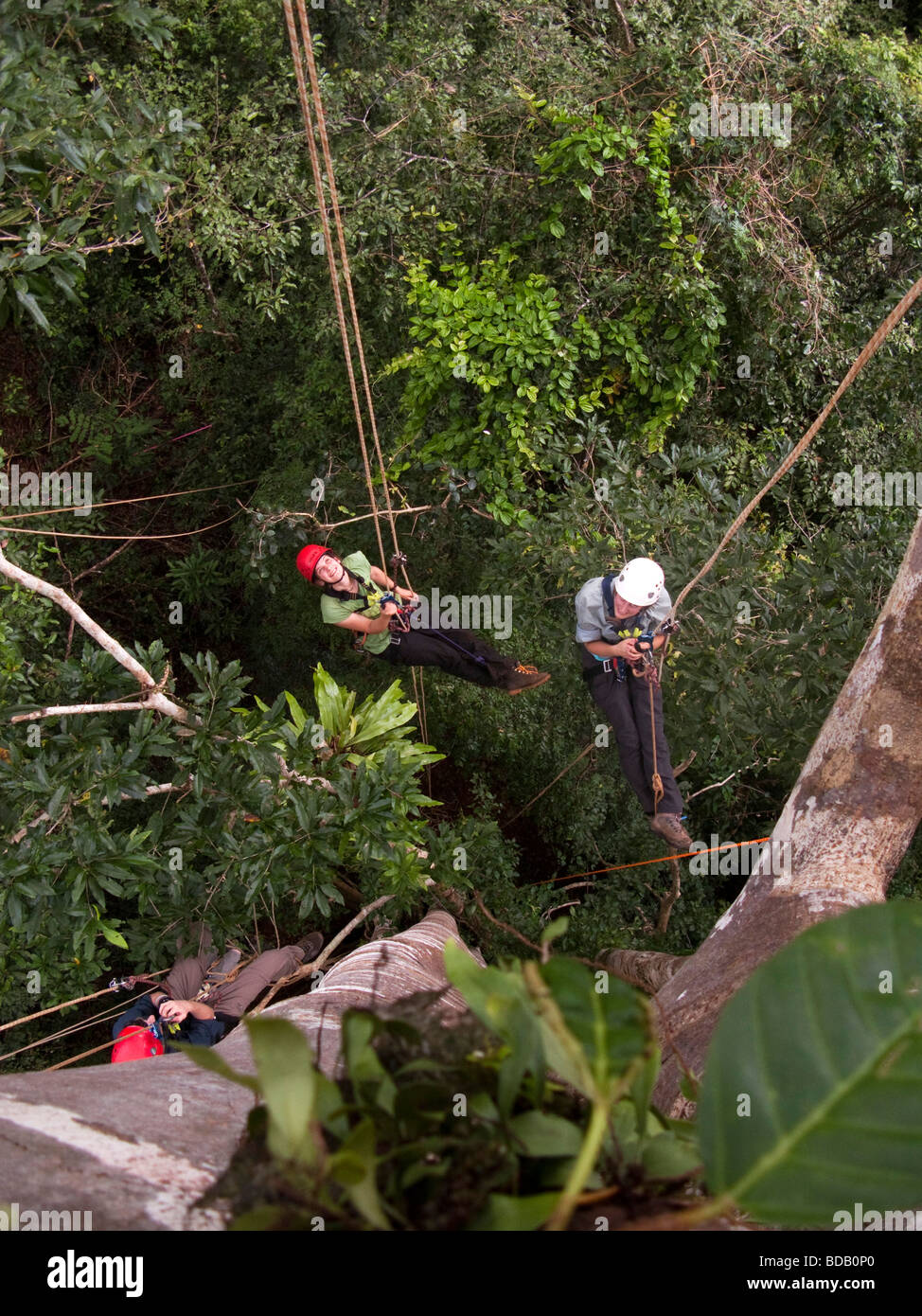 Indonesia Sulawesi Buton Labundo Bundo Operation Wallacea volunteers climbing giant fig tree Stock Photo
