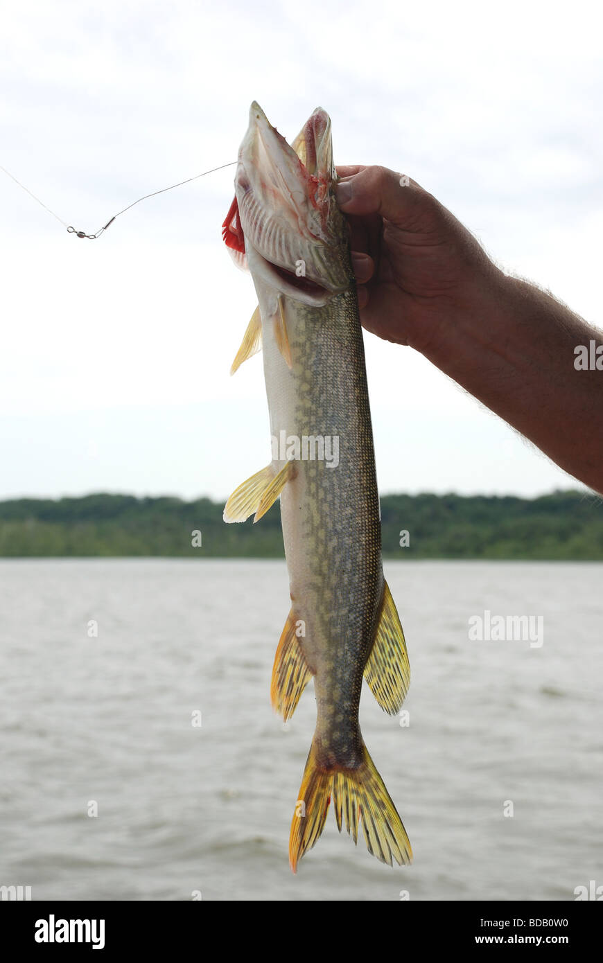 Pike fishing Stock Photo