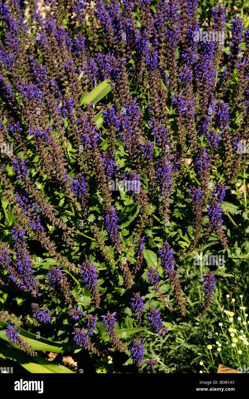 Salvia x sylvestris mainacht hi-res stock photography and images - Alamy