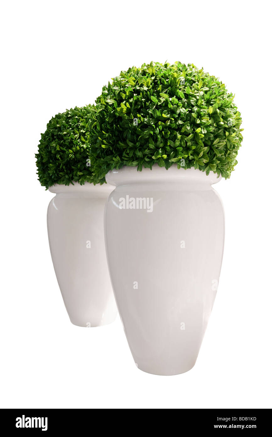 Shiny vases with green buxus isolated on white background. Buxaceae family plant in top. Stock Photo