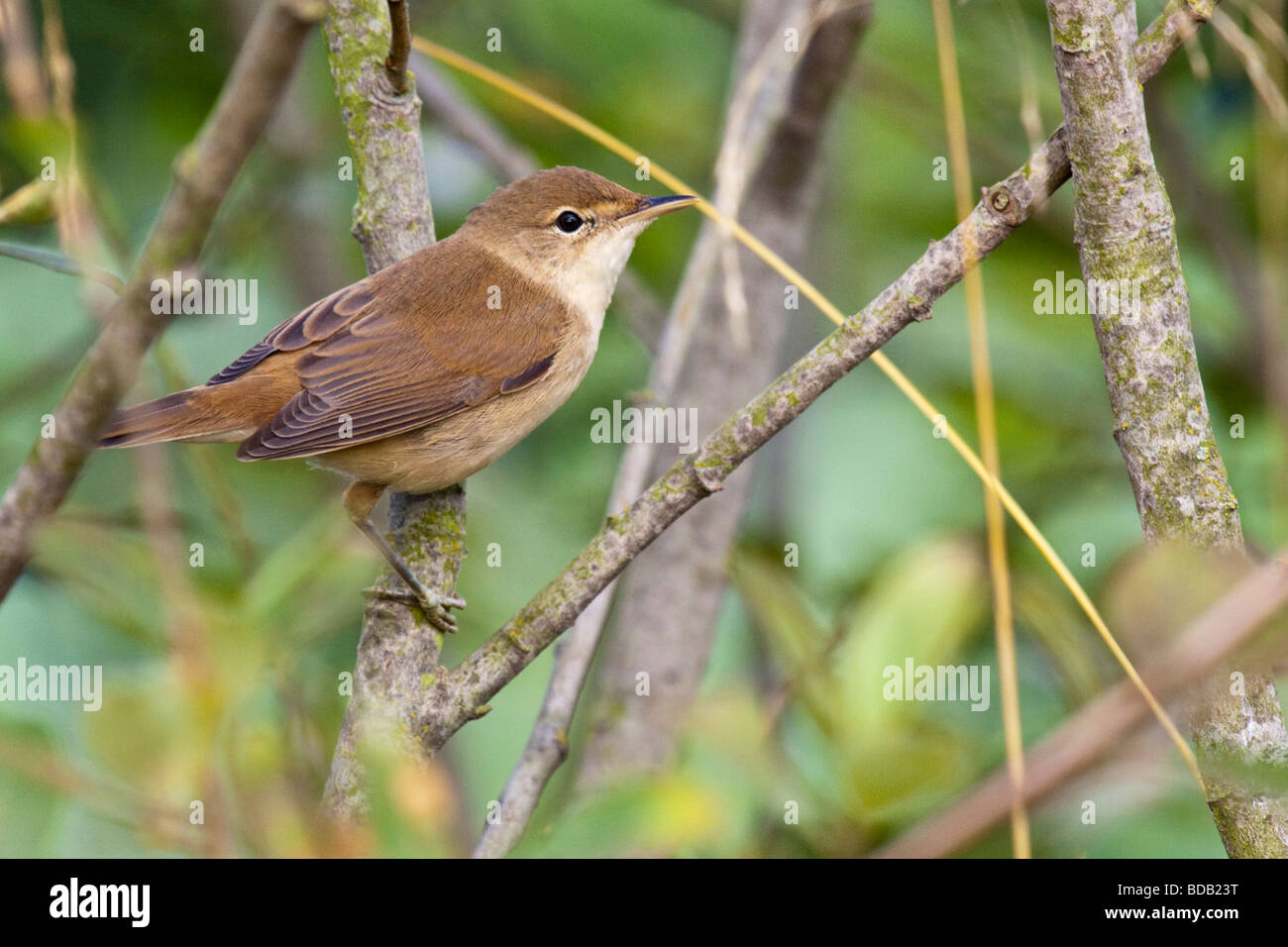 Reed Warbler - Acrocephalus scirpaceus Stock Photo