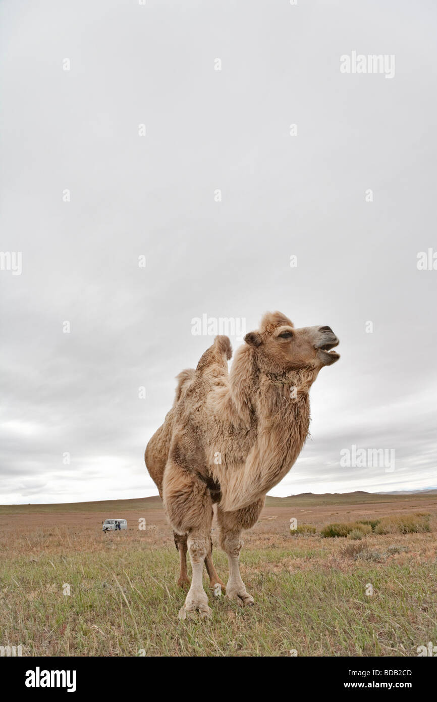 Two humped camel, north central Mongolia Stock Photo