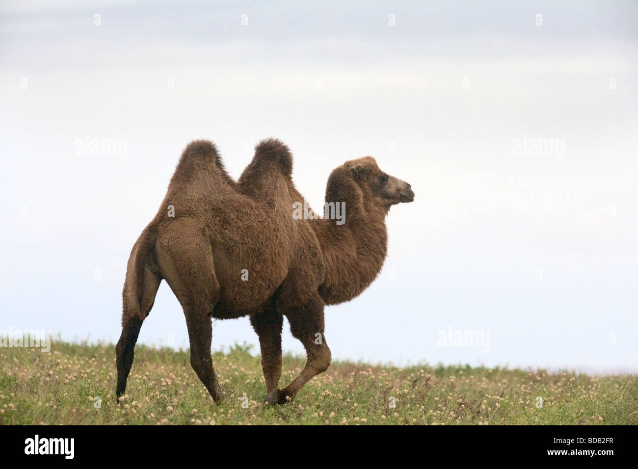 Two humped camel, north central Mongolia. Stock Photo