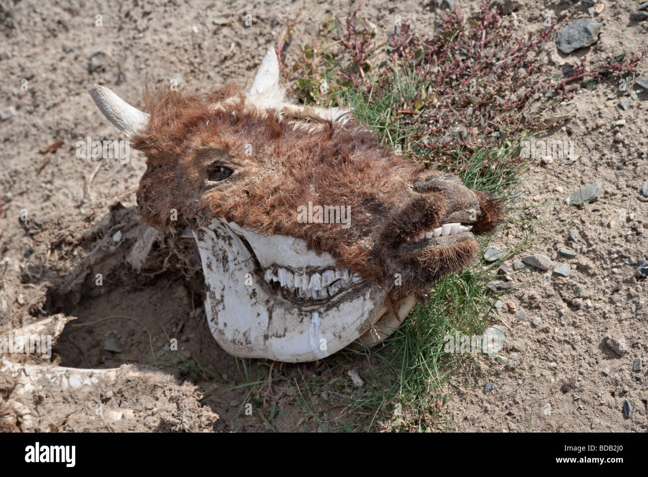 Yak skull on the Mongolian steppe, north central Mongolia. Mongolia has a very harsh climate and life can be difficult there. Stock Photo