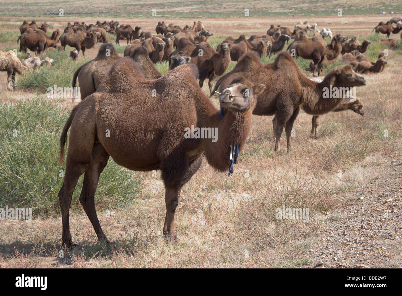 Herd of two humped camels on the steppe, north central Mongolia Stock Photo