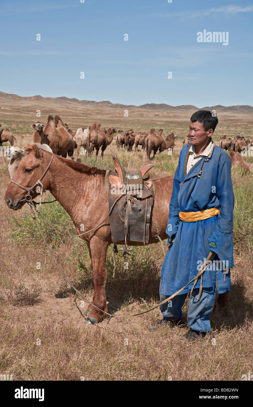 Camel herder with his horse and a herd of two humped camels, north central Mongolia Stock Photo