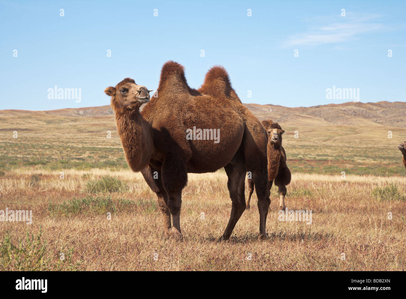 Two hump camels hi-res stock photography and images - Alamy