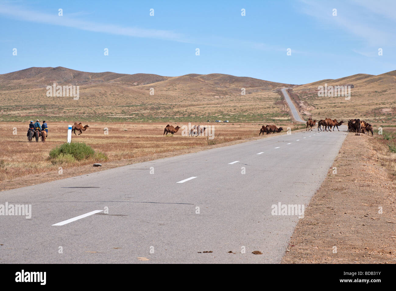 Herd of two humped camels blocks the highway, north central Mongolia Stock Photo
