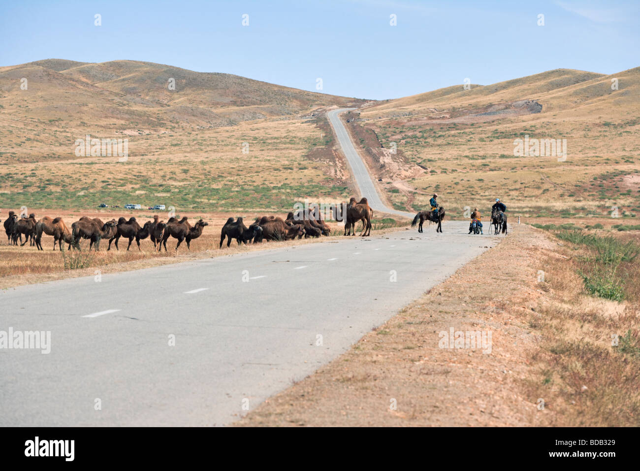 Mongolian camel herders stop to chat with motorcycle rider on highway, north central Mongolia Stock Photo