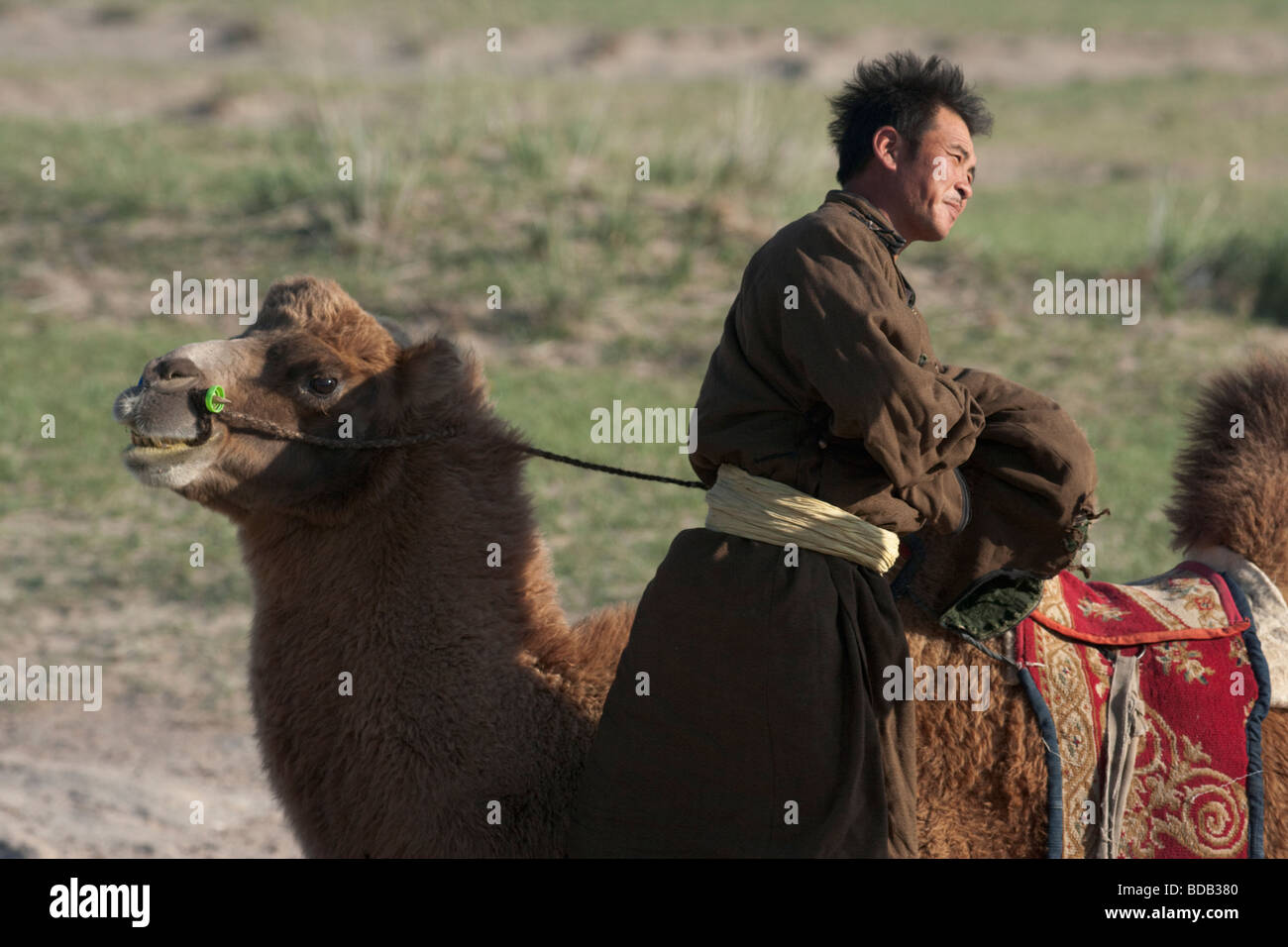 Mongolian herder and his mount, a double humped camel, north central Mongolia Stock Photo